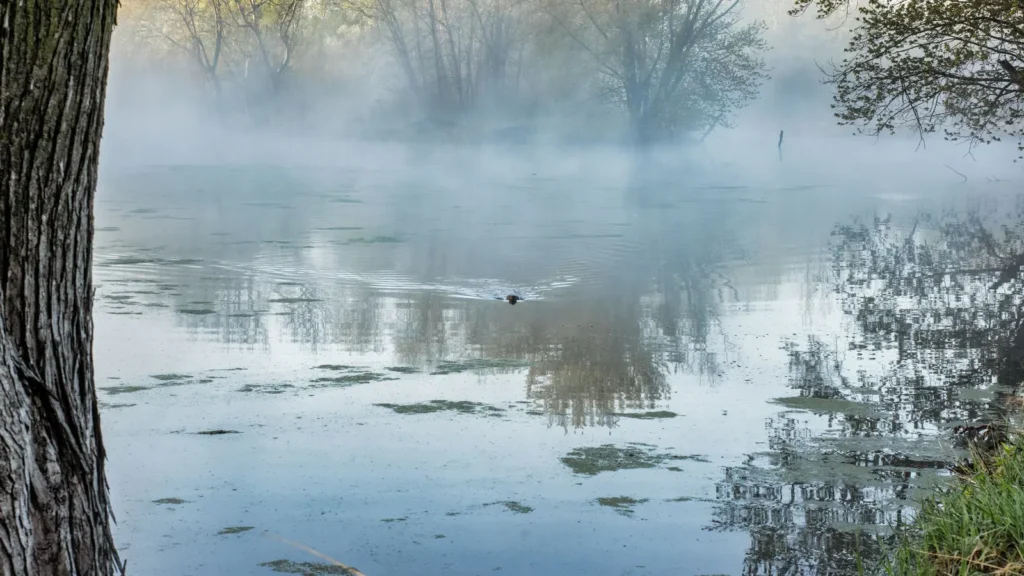 A quiet Minnesota lake surrounded by trees and morning mist
